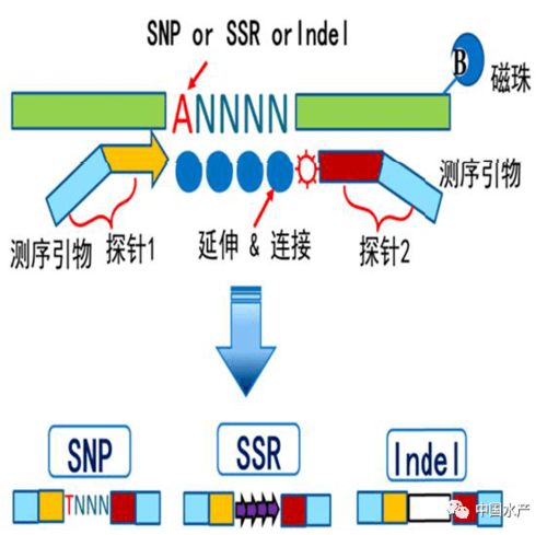 十三五重大渔业科技发展回顾与展望